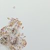Pandemia IV (Loosestrife)