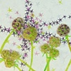 Scabiosa Stellata