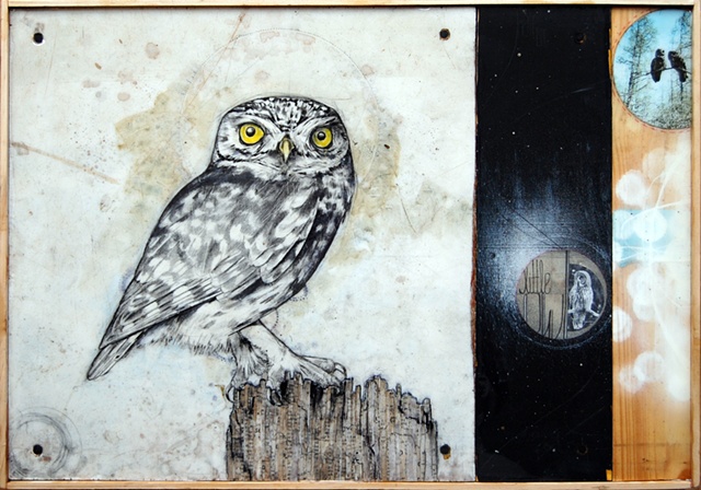 little owl (commission)