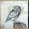 little owl (commission)