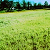 Morningside