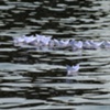 paper boat launch Seattle
