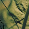 Grass
