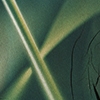 Detail 1, Grass