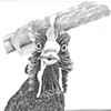 Chicken, view 12