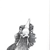 Chicken, view 11