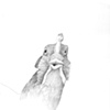 Chicken view 1