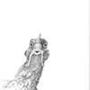 Chicken view 3