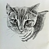 Feline 2
