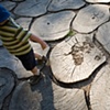 Tree trunks, Argentina