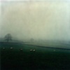 Sheep, Devon England
