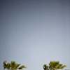 Palms, Borrego Springs
