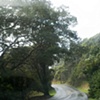 Green, Kauai