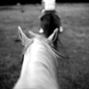 Horse, Cave Junction OR