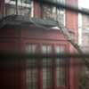 Wisteria, Brooklyn