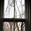 Wisteria Window, Brooklyn