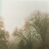 Trees, California