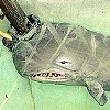 narwhal