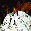 Frost Heave (details)