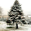 A CHRISTMAS SACRIFICE
Written & Directed by Catherine Crouch