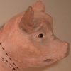 "Anxious Pig"
