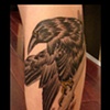 crow