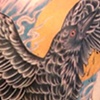 crow back