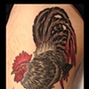 rooster