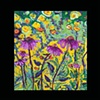 magenta cornflowers