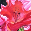 Myrna's Lilly