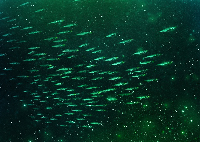 Glittering Fish Key Art