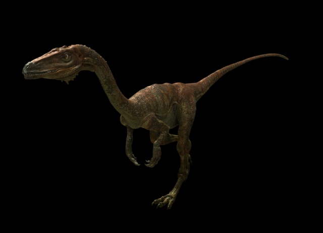 Coelophysis - Dinosaurs Alive!