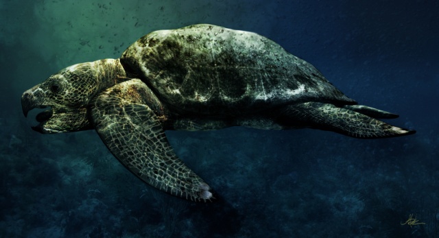 Protostega Gigas 