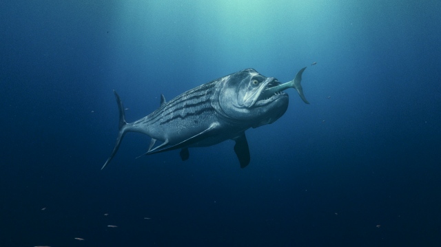 SEA MONSTERS / Xiphactinus