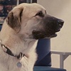 Cats and Dogs: Butch Face Replacement