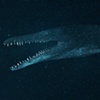 Kronosaur unused National Geographic Magazine Image "Sea Monsters"