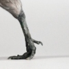 Oviraptor (Citipati)