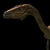 Coelophysis - Dinosaurs Alive!