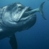 SEA MONSTERS / Xiphactinus
