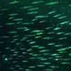 Glittering Fish Key Art