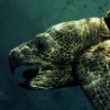 Protostega Gigas 
