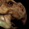 Protoceratops 
