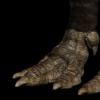 Rajasaurus foot detail