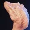 Dromaeosaur