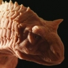 Carnotaurus Sastrei