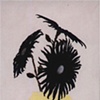 Black Daisey
