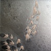 Stadites -