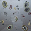 Shellarella -