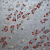 Felixalites +