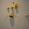 Cultivating Doilies
